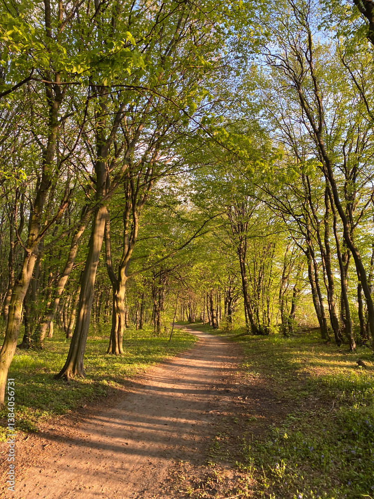 Obraz premium A Beautifully Serene and Tranquil Forest Pathway Nestled Beneath Lush Greenery Awaits You