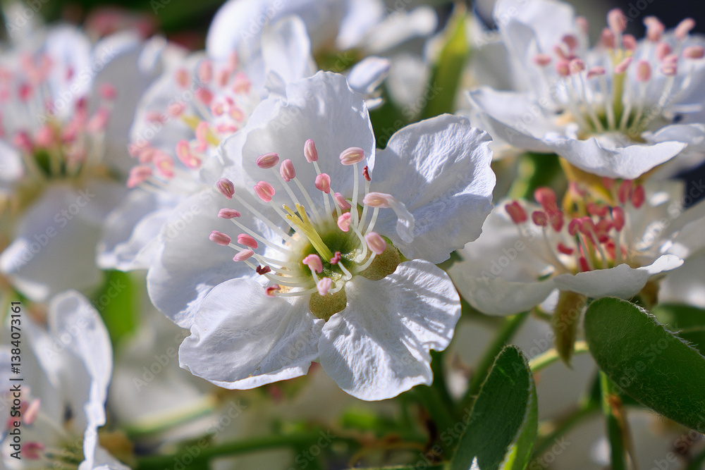 Fototapeta premium pear blossom