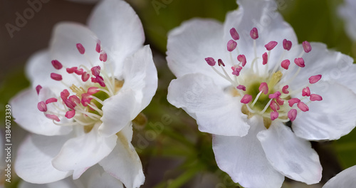 pear blossom