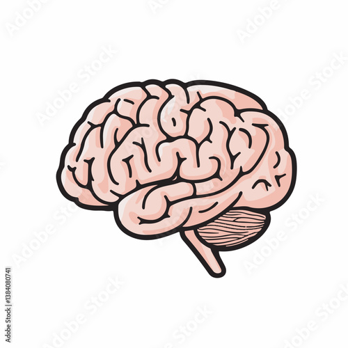 Human brain illustration showing anatomy on white background