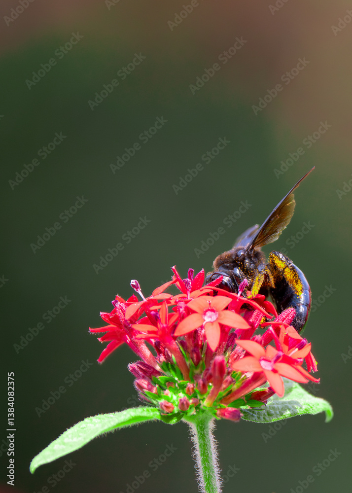 A giant bumblebee covered in yellow pollen and nectar feeds among red wildflowers in a garden in California.