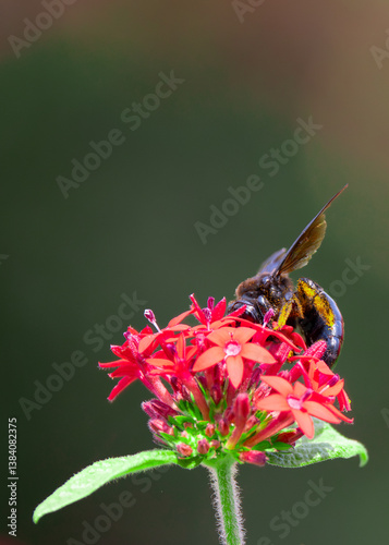 Obraz na płótnie A giant bumblebee covered in yellow pollen and nectar feeds among red wildflowers in a garden in California. w salonie