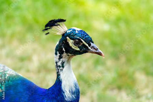 Close-up Portrait of a Majestic Male Peacock Displaying Vibrant Feathers in Natural Setting