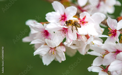 A bee on the cherry blossom pollinating the tree