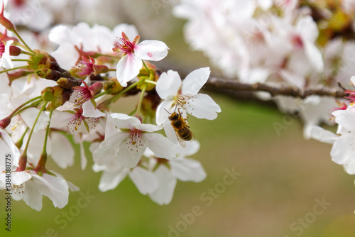 A bee on the cherry blossom pollinating the tree