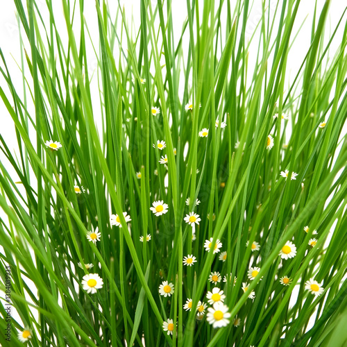 Long grass and flowers