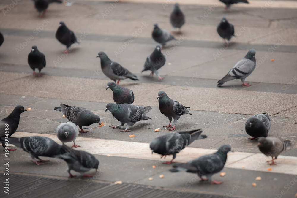 Flocks of pigeons foraging on a city plaza during the morning Flocks of pigeons foraging on a city plaza during the morning