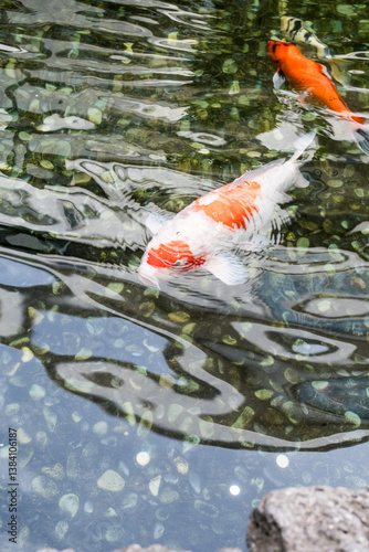 koi fish in pond swimming