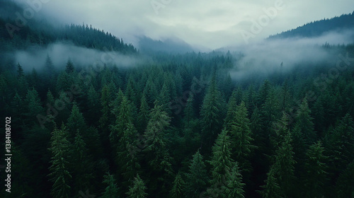Misty mountain forest