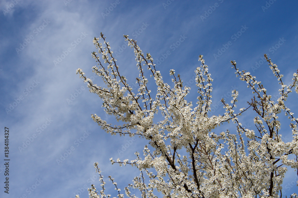 Bright cherry blossoms against a clear blue sky in springtime Bright cherry blossoms against a clear blue sky in springtime