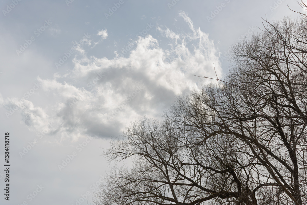 cloud formations on a gray sky background with trees cloud formations on a gray sky background with trees