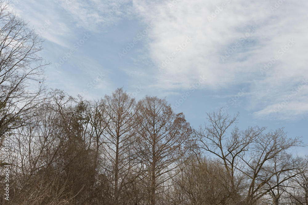 cloud formations on a light blue sky background with trees cloud formations on a light blue sky background with trees