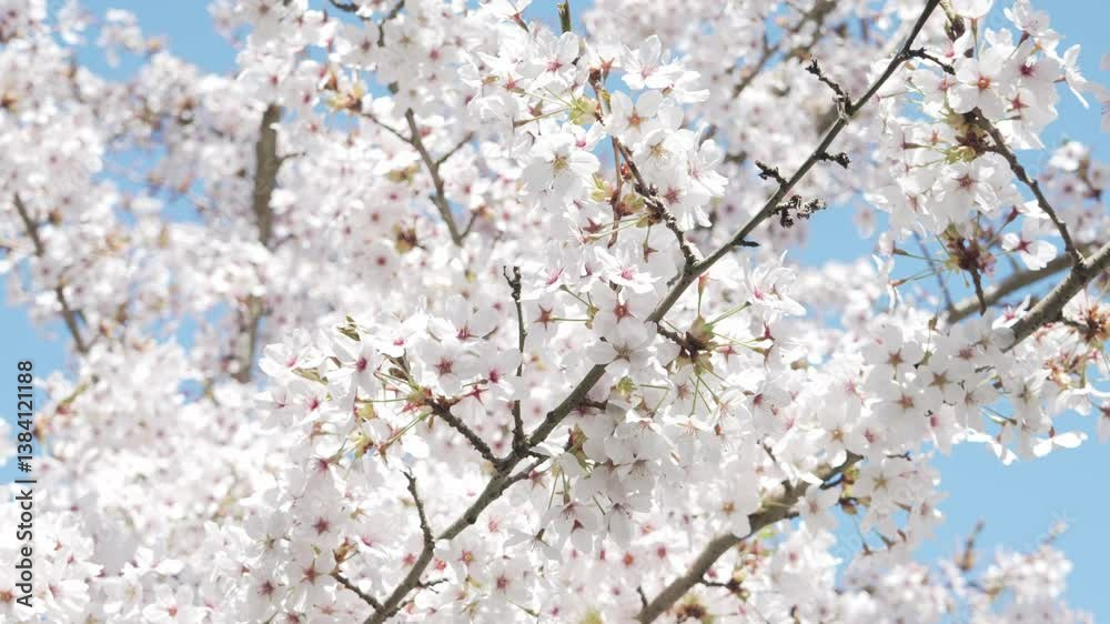 Up close of a singular branch of blooming cherry blossoms in Kew Gardens. All blossoms are illuminated by sun in the video, highlighting their beauty. Regular speed Up close of a singular branch of blooming cherry blossoms in Kew Gardens. All blossoms are illuminated by sun in the video, highlighting their beauty. Regular speed
