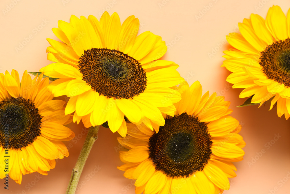 Obraz premium Beautiful sunflowers on orange background