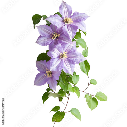 Purple Clematis Flower Climbing Up a Vine Isolated on Transparent Background