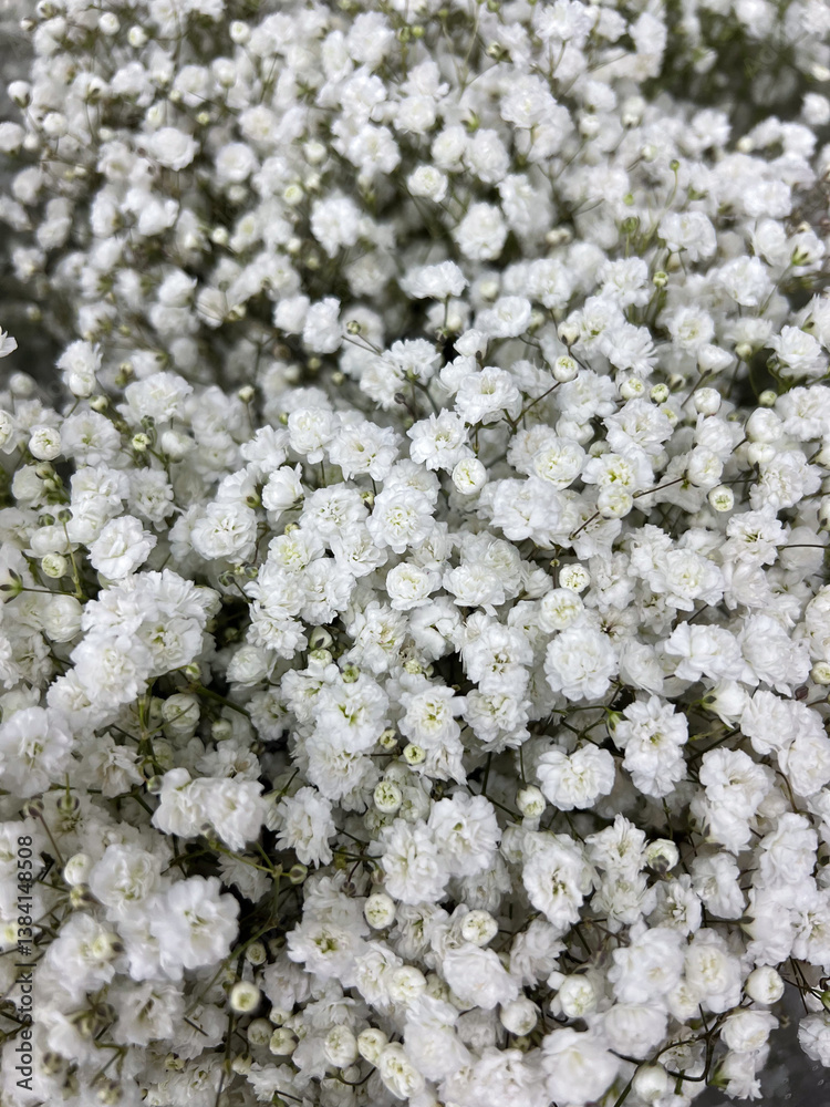 Delicate White Gypsophila Flowers in Full Bloom, showcasing their exquisite beauty and elegance Delicate White Gypsophila Flowers in Full Bloom, showcasing their exquisite beauty and elegance