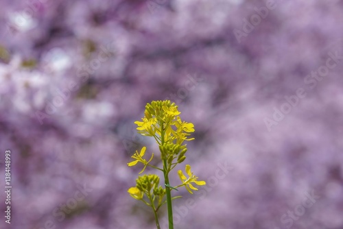 満開の桜をバックに咲くちょうど見頃の菜の花