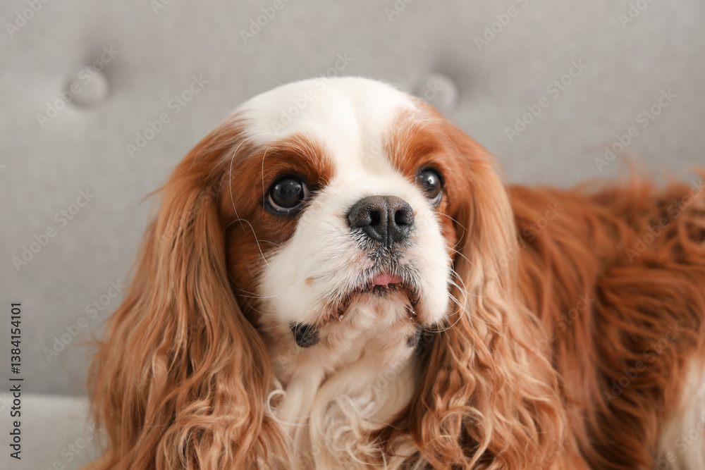 Adorable cavalier King Charles spaniel lying on sofa at home, closeup Adorable cavalier King Charles spaniel lying on sofa at home, closeup