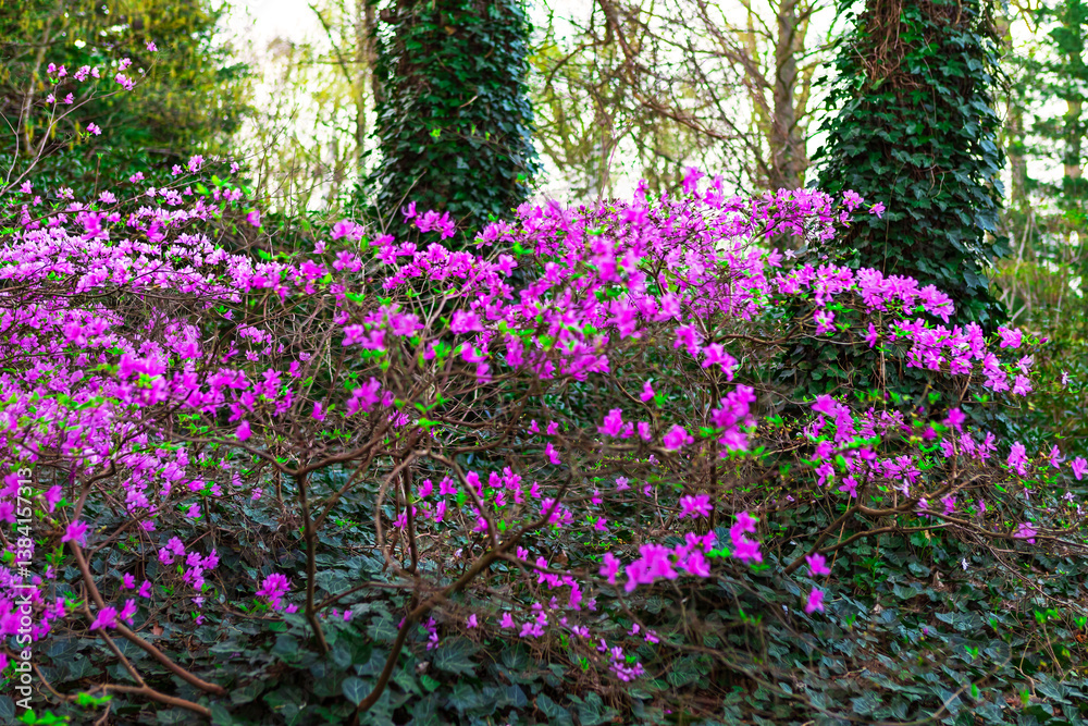 Vibrant Rhododendron Bushes in Full Bloom Surrounded by the Beauty of a Lush Green Forest Vibrant Rhododendron Bushes in Full Bloom Surrounded by the Beauty of a Lush Green Forest