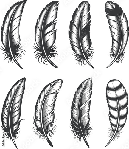Feathers vector. Set of birds' feathers vector illustration on white background.