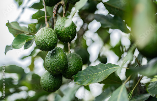 Aguacates hass en un árbol de aguacate - Foto de stock