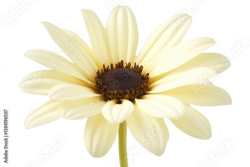 Pale yellow daisy close-up