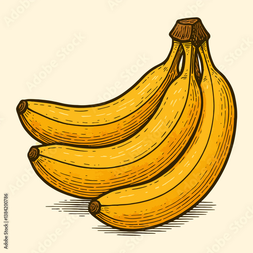 Bunch of Yellow Bananas Fresh Tropical Fruit Hand Drawn Illustration