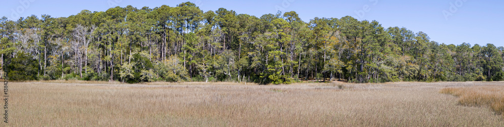 Open lush fields full of reeds, marsh with forest background in classic Southern US setting