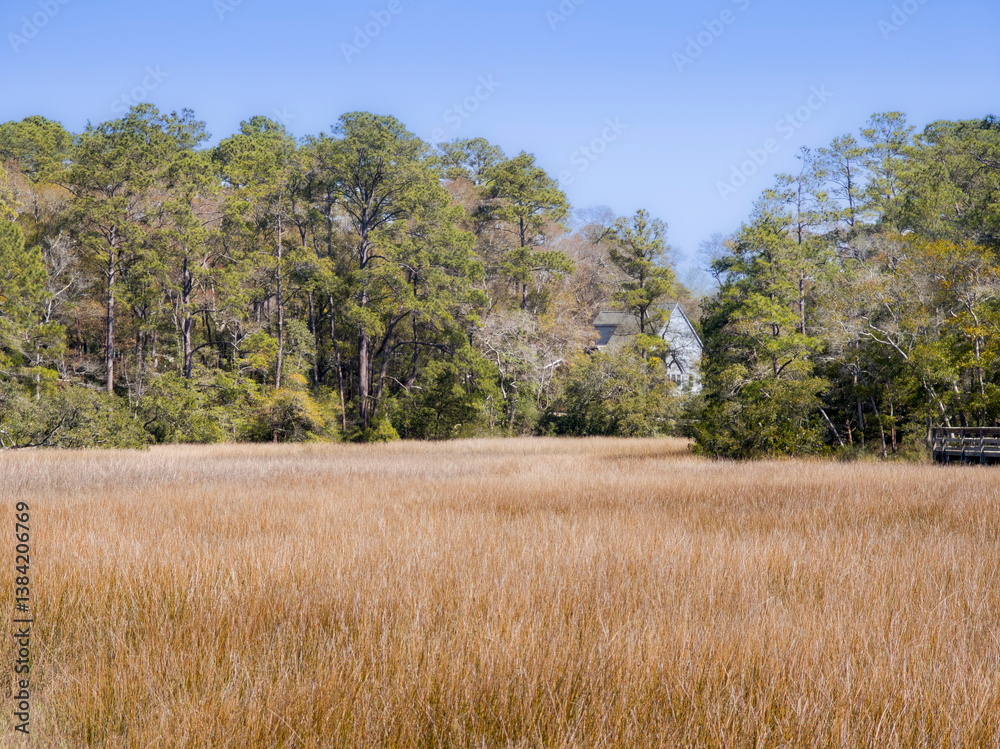 Open lush fields full of reeds, marsh with forest background in classic Southern US setting