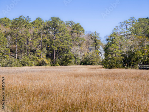Open lush fields full of reeds, marsh with forest background in classic Southern US setting