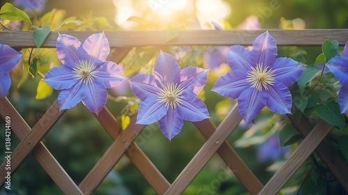Clematis blooms climbing on a fence in the backyard during sunset