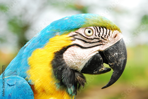 Arara