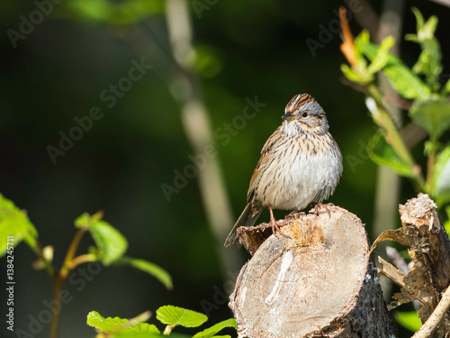 A Lincoln's Sparrow in Alaska