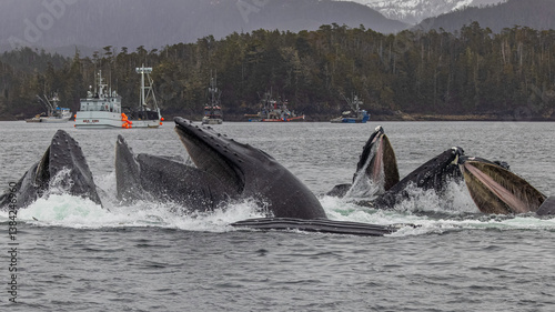 Fotografía Humpback Whale Bubble Net Fishing Sitka Alaska