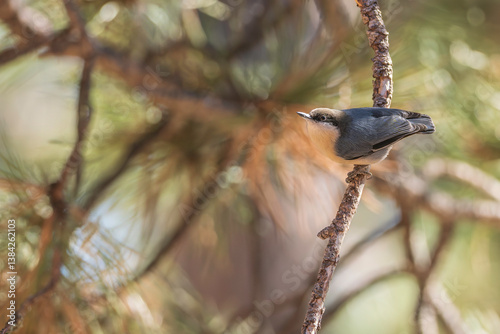 Pygmy Nuthatch in a tree in Colorado