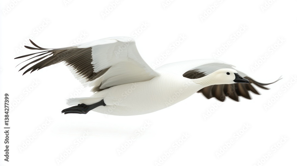 Obraz premium Snow Goose isolated on white background