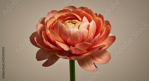 Close-up of a Beautiful Orange Ranunculus Flower on Neutral Background