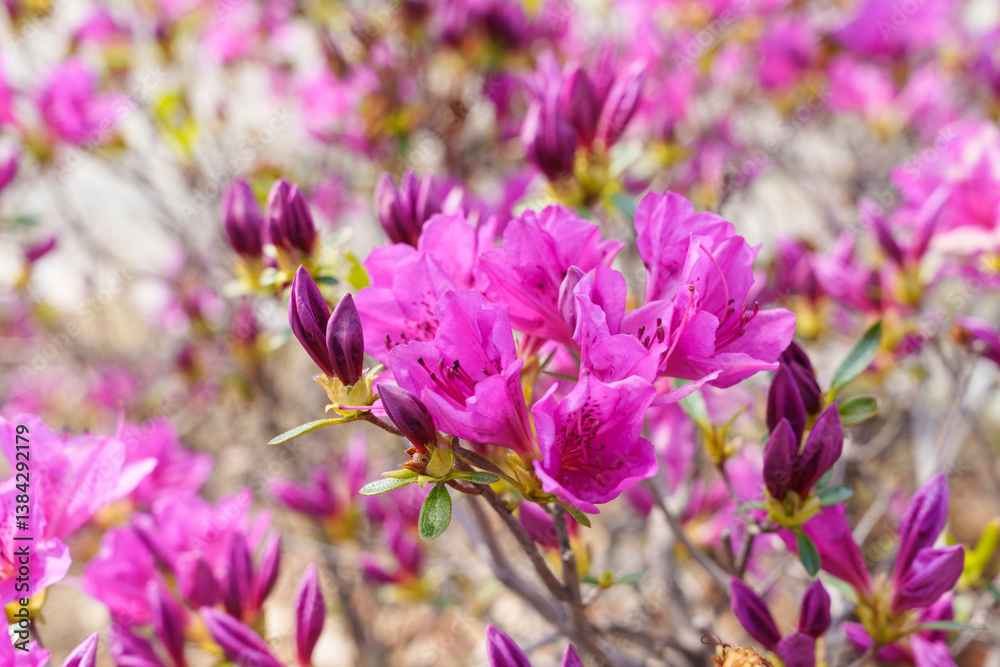 Close-up photo of red azalea flowers blooming in spring in April Close-up photo of red azalea flowers blooming in spring in April