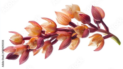 Western Underground Orchid (Rhizanthella gardneri) isolated on white background photo