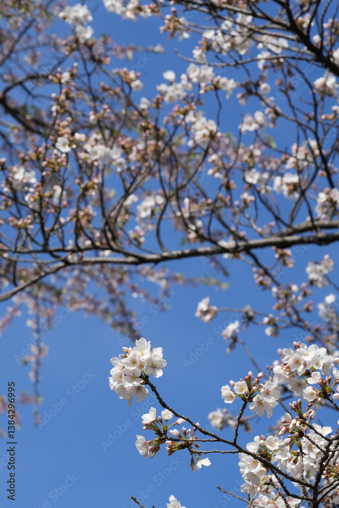 Obraz premium 多摩霊園の桜