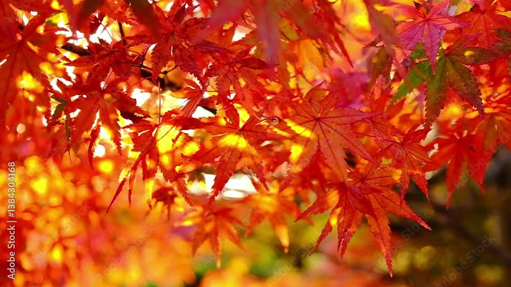 日本、京都、智積院、紅葉、秋、絶景、寺院