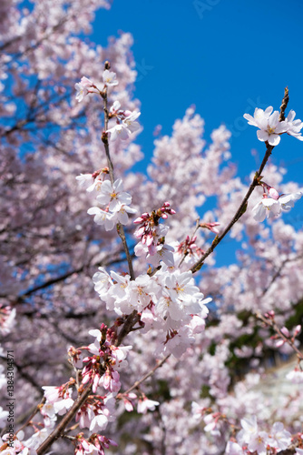 青空と桜の写真