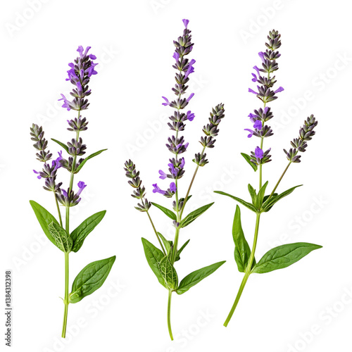 Blue Vervain Flower png