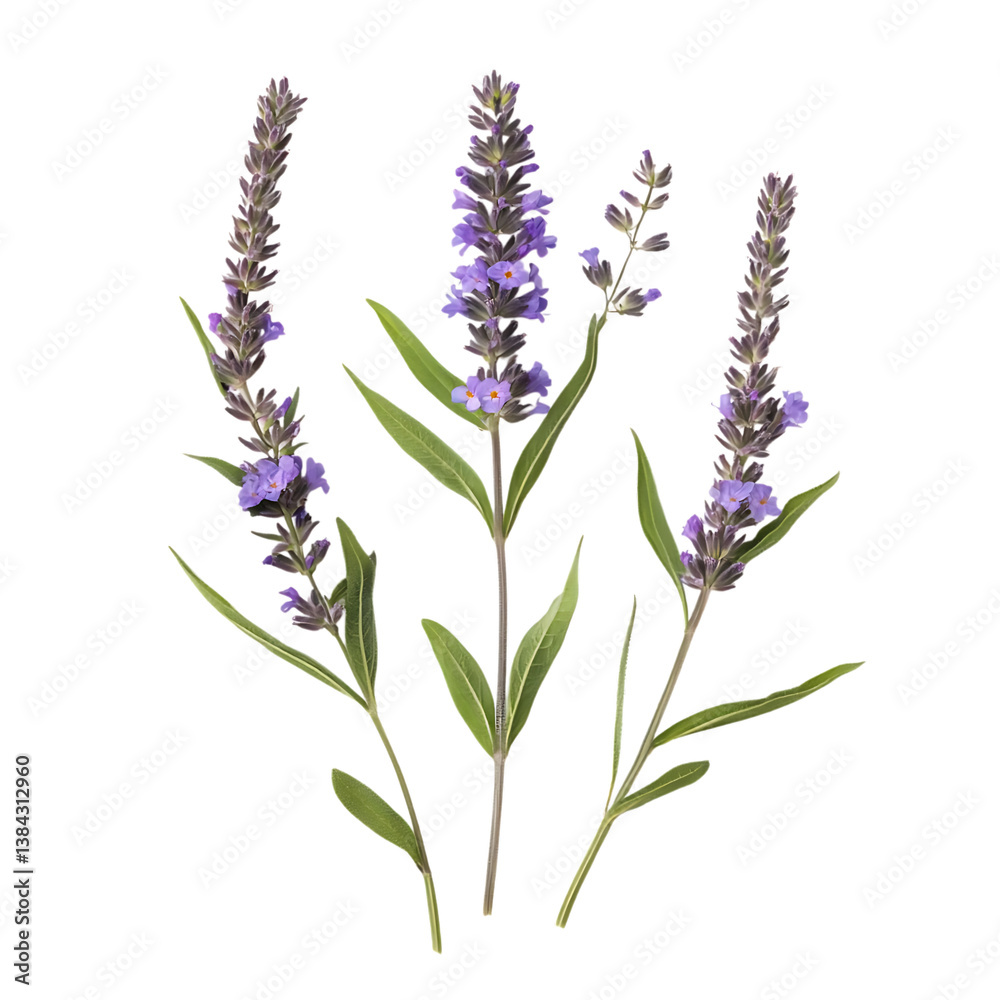 Obraz premium Blue Vervain Flower png