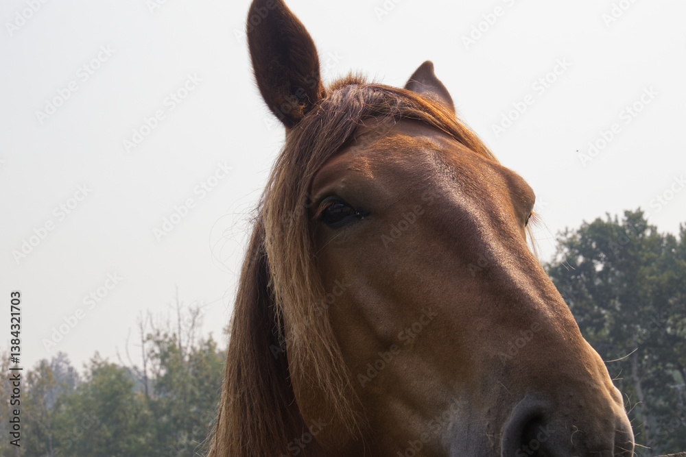 Obraz premium Close up of a Clydesdale Horse