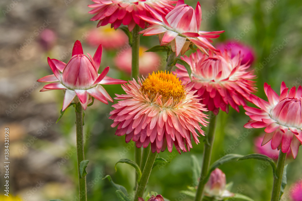 Obraz premium Pink Flowers Blooming in a Garden