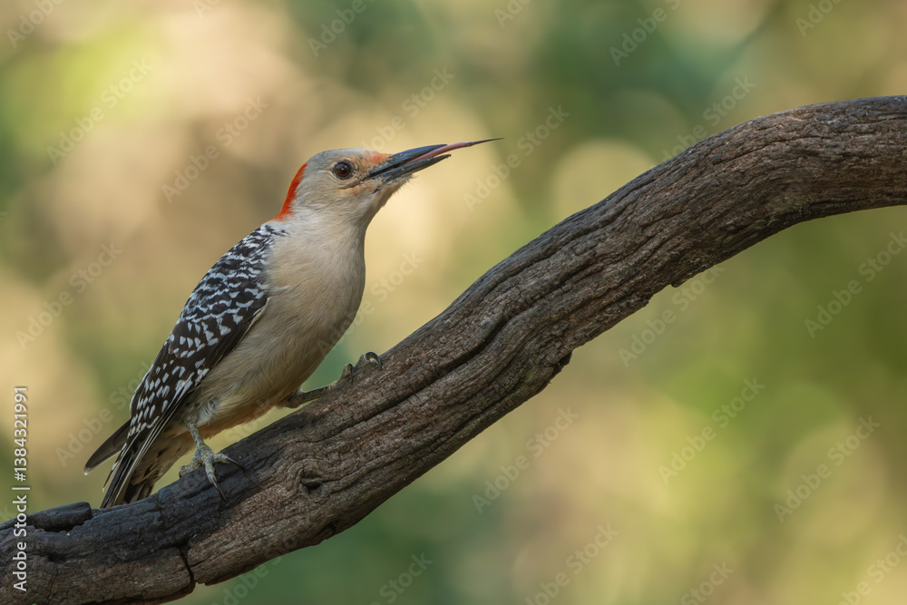 A red-bellied woodpecker perched on a tree A red-bellied woodpecker perched on a tree