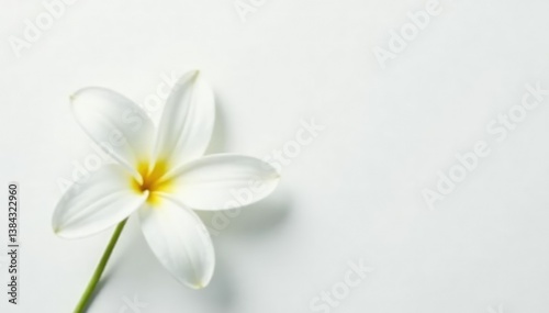 Close-up of pristine white petals on a flower against pure white background, flawless, soft, petals