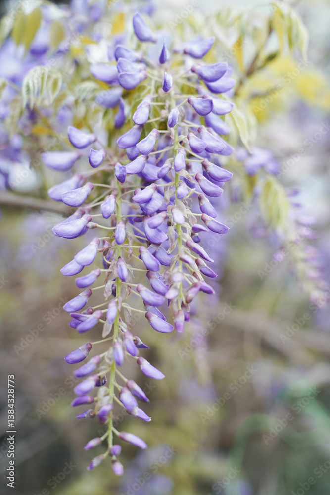 Wisteria sinensis purple flowers blooming in spring