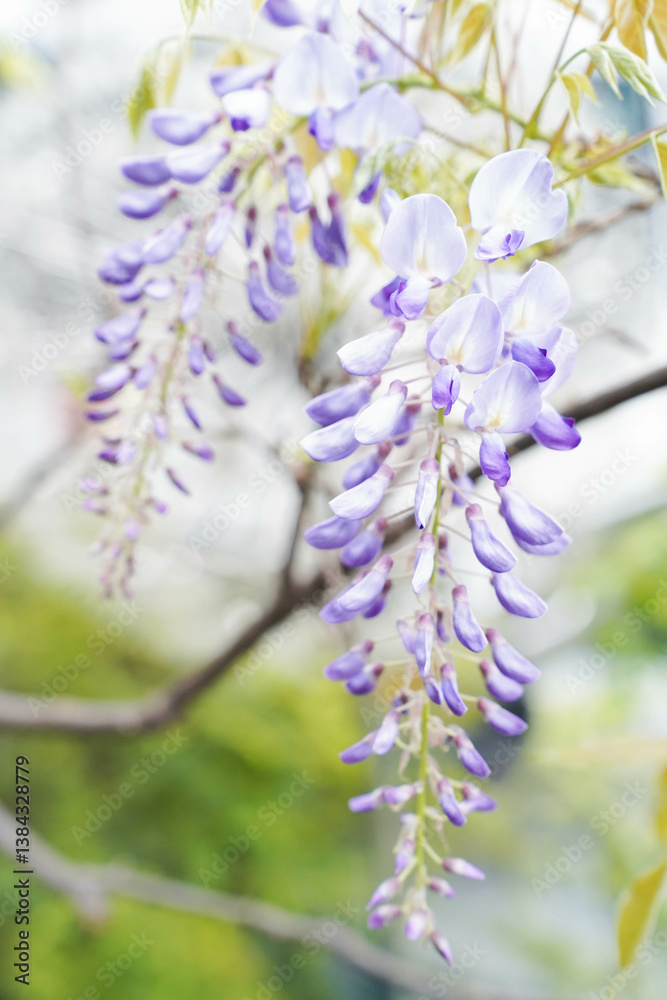 Wisteria sinensis purple flowers blooming in spring